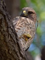 Hawk10.jpg
