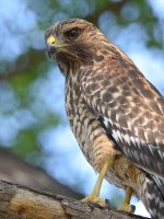 Hawk16.jpg