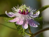 Passiflora4.jpg