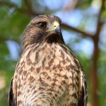 Hawk2.jpg