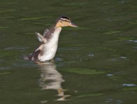dsc_0927_35715980586_o.jpg