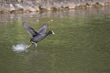 dsc_1000_35715980596_o.jpg