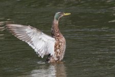 DSC_0902.jpg