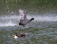 DSC_1004.jpg
