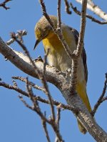 Oriole.jpg