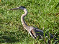 BlueHeron.jpg