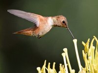 Hummer4.jpg