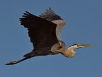 BlueHeron3.jpg
