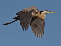 BlueHeron2.jpg