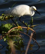 DSC_0444.jpg