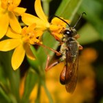 Wasp.jpg