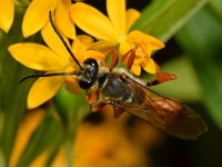 Wasp2.jpg