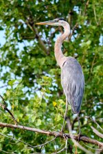 BlueHeron-284.jpg
