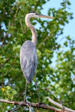 BlueHeron-285.jpg