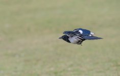 DSC_1074.jpg