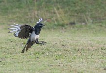 DSC_1077.jpg