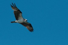 chain lake-DSC_0885-0015.jpg