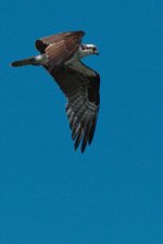 chain lake-DSC_0888-0017.jpg