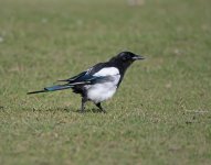 DSC_1145.jpg