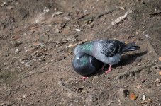 DSC_1086.jpg