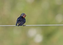 DSC_1148.jpg