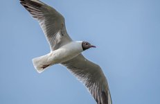 DSC_1085.jpg