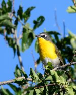 YellowBreastedChat-202.jpg