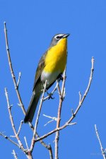 YellowBreastedChat-201.jpg
