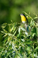 YellowBreastedChat-204.jpg