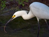 Egret2.jpg