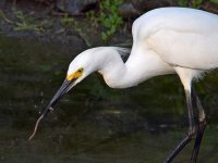 Egret3.jpg