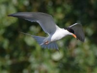 Tern3.jpg