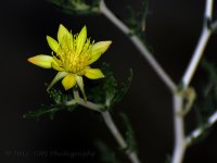 6-17-17-cr__D7K7232.jpg