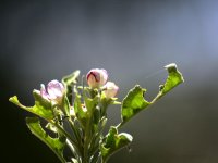 6-20-17-cr__D7K7252.jpg