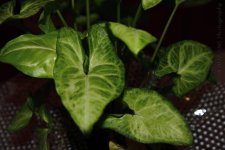6-30-17-cr__7501211.jpg