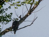 Bald Eagle #2 7-2-2017.JPG