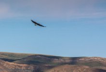 Bald Eagle in Flight 7-3-2017.jpg