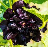 Black HollyHock 7-3-2017.jpg