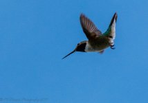 Humming Bird 7-3-2017.jpg