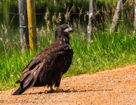 Juvenille Bald Eagle #2 7-2-2017.jpg