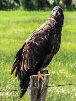 Juvenille Bald Eagle #4 7-2-2017.jpg