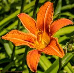 Orange  Lily 7-3-2017.jpg