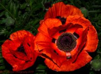 Red Poppies 7-3-2017.jpg