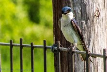 Swallow 7-3-2017.jpg