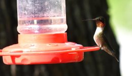 DSC_0220.jpg