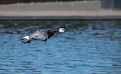 DSC_1306.jpg
