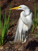 Egret.jpg
