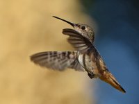 Hummer2.jpg