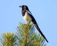 Magpie-230.jpg