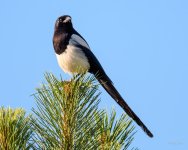 Magpie-231.jpg